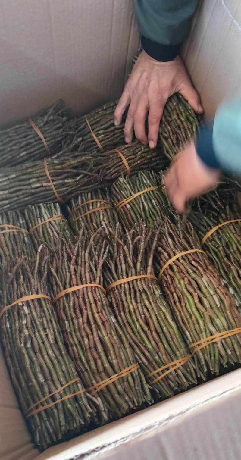 铁皮石斛基地直发！主营各地土特产一手货源质量保证大量供应