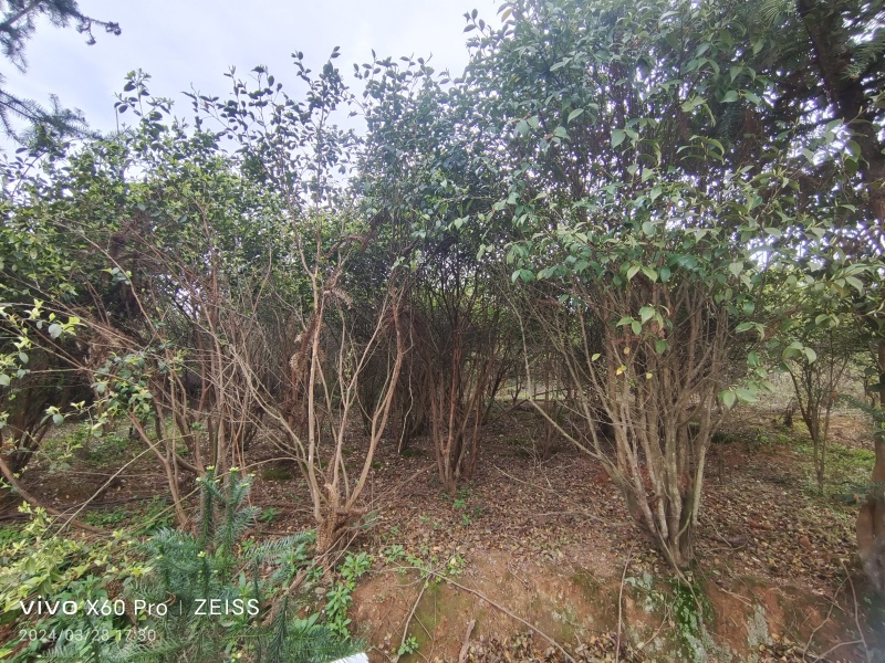 正宗高山土茶油，色香味俱全