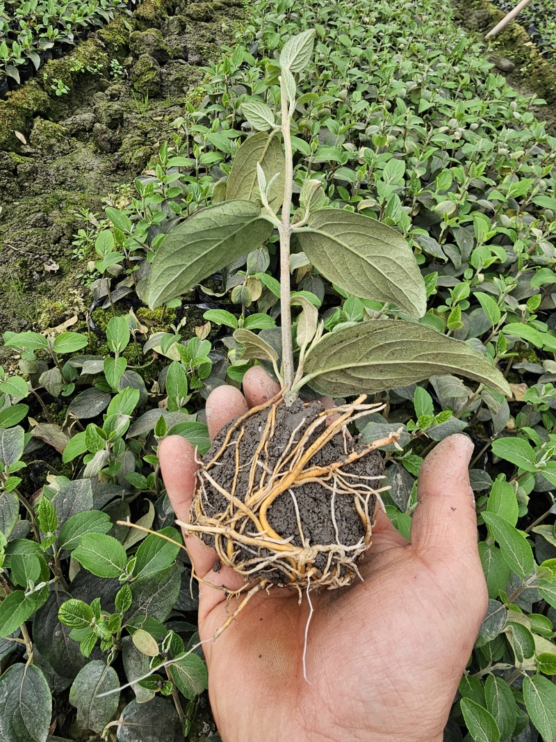 中华木绣球斗球小苗