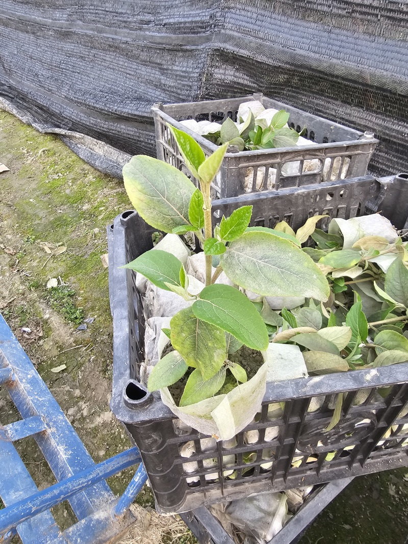 中华木绣球斗球小苗