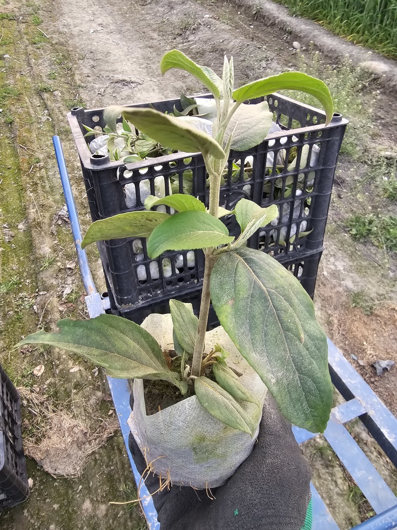 中华木绣球斗球小苗