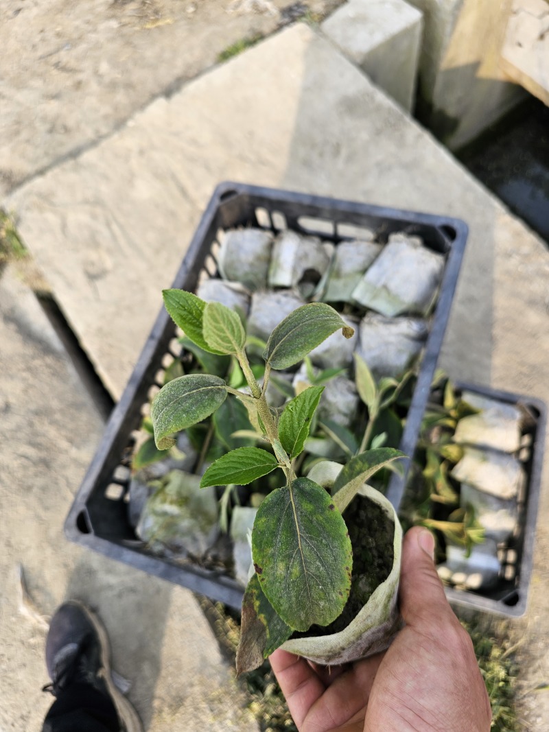 中华木绣球斗球小苗