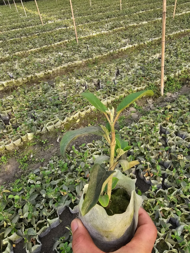 中华木绣球斗球小苗