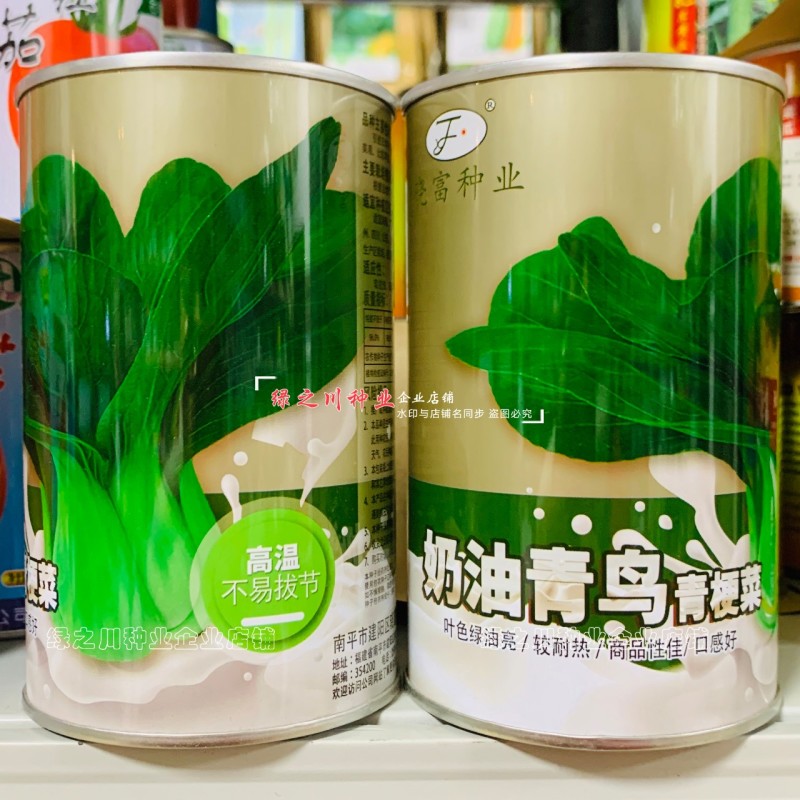 奶油青鸟青梗菜种子超耐热叶色绿油亮青菜种子甜嫩抗热