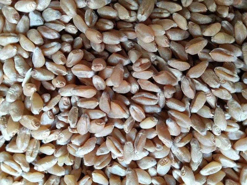 菏泽优质富硒小麦，价格便宜，可视频看货