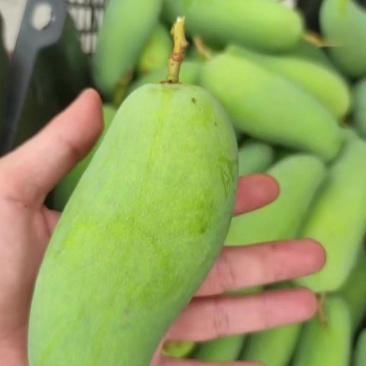 象牙大象牙