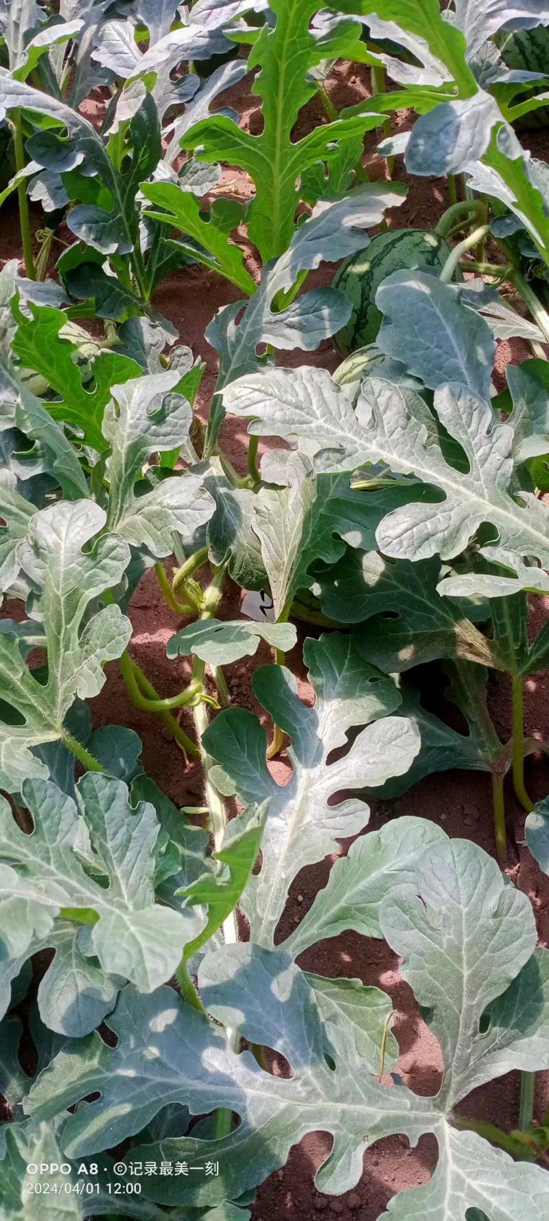 红玉西瓜产地大量上市供应充足价格优惠供应商超