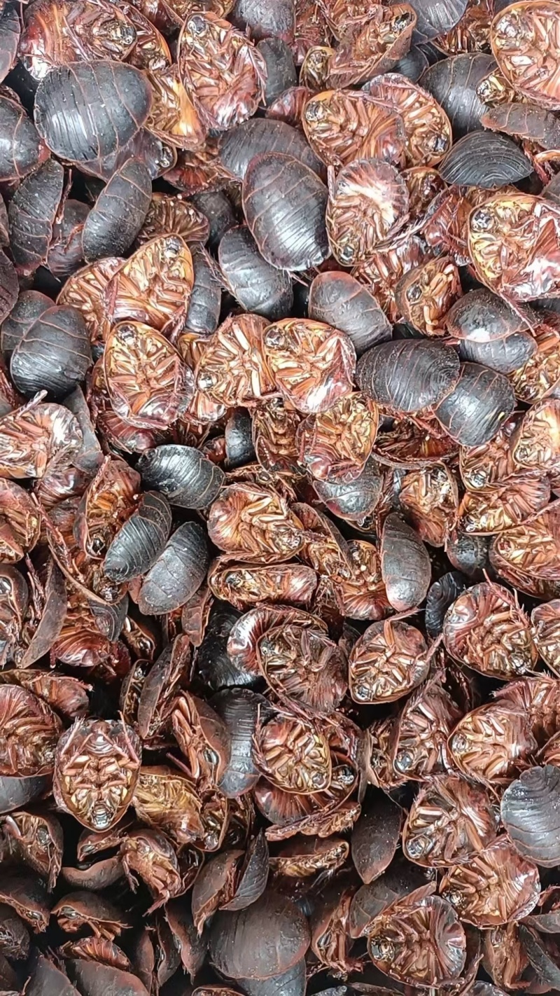 土鳖虫各种规格，土元卵快，幼虫。
