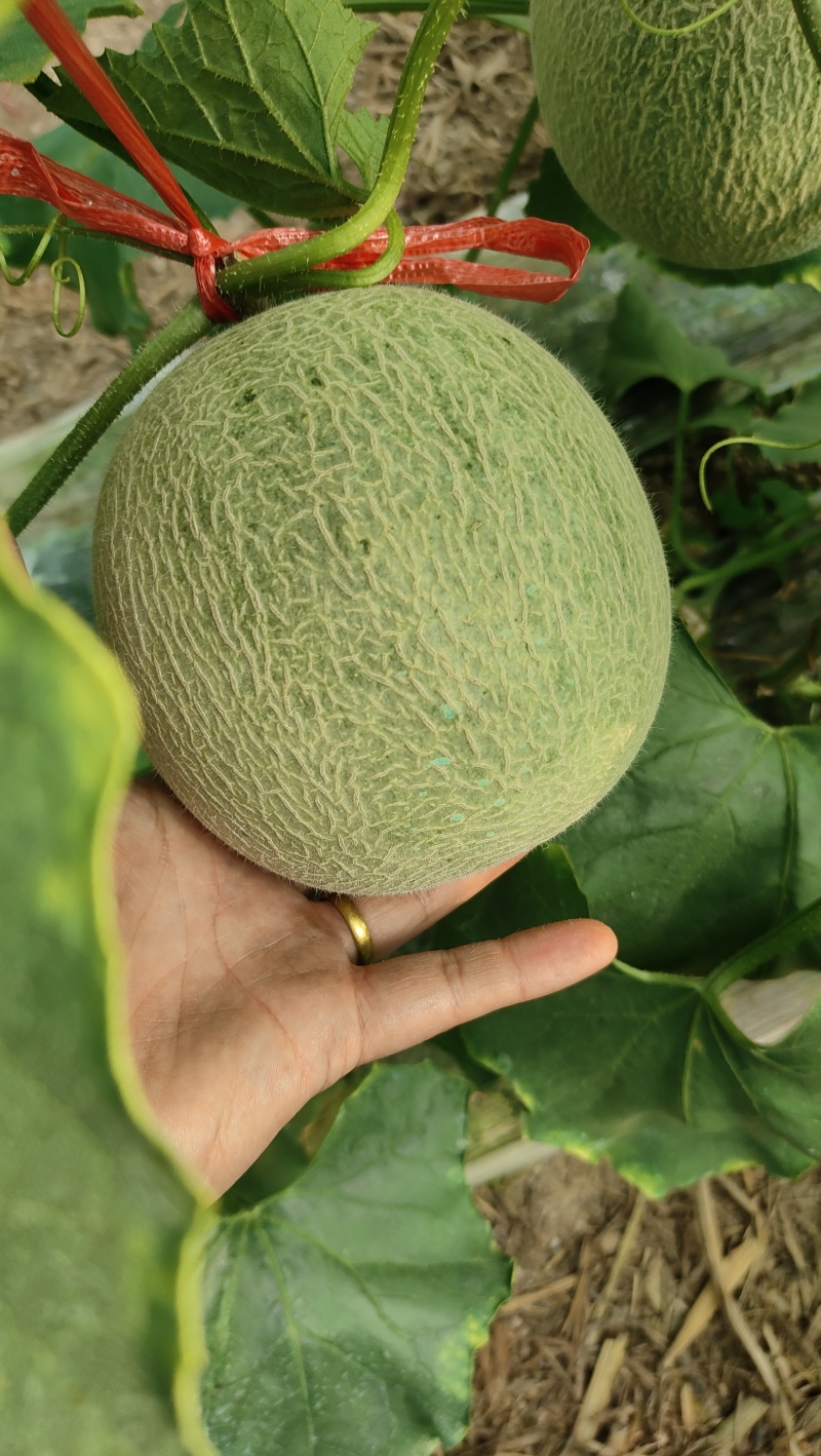 网纹瓜，鲁厚甜，新瓜上市