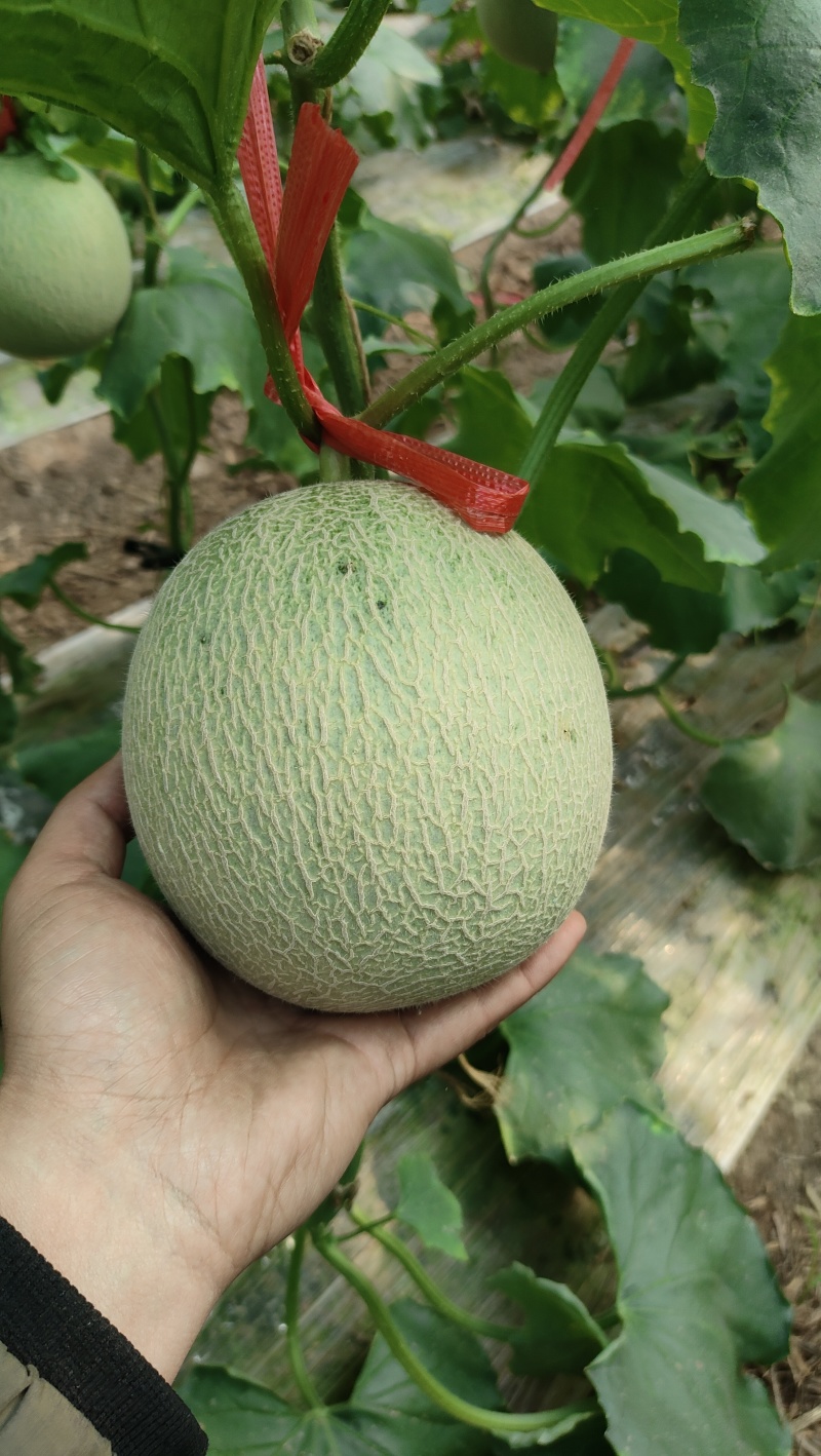 网纹瓜，鲁厚甜，新瓜上市