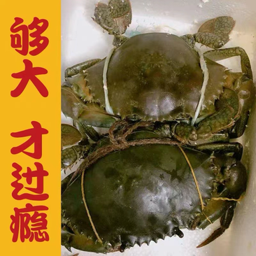 上海高端青蟹，个头大，品质好，规格齐全欢迎选购