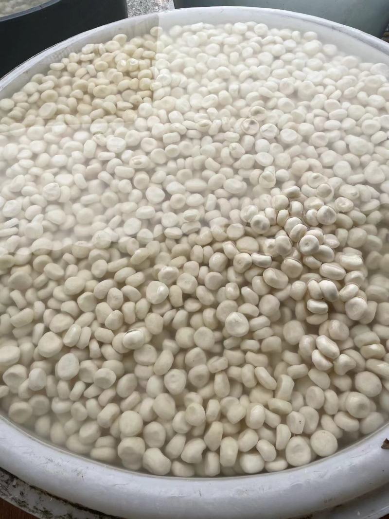【毛马蹄】新鲜马蹄/荸荠特大果/当季即食清甜多汁/便宜