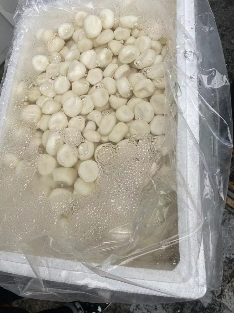 【毛马蹄】新鲜马蹄/荸荠特大果/当季即食清甜多汁/便宜