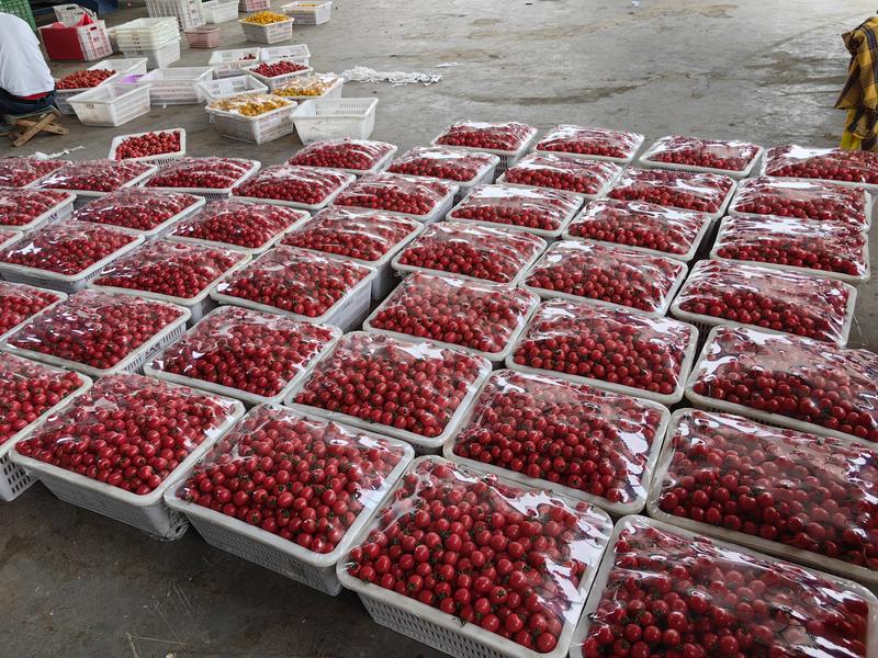 四川自贡精品红千禧果，一手货源，直供商超，批发，电商。