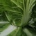 精品露地白菜大量上市