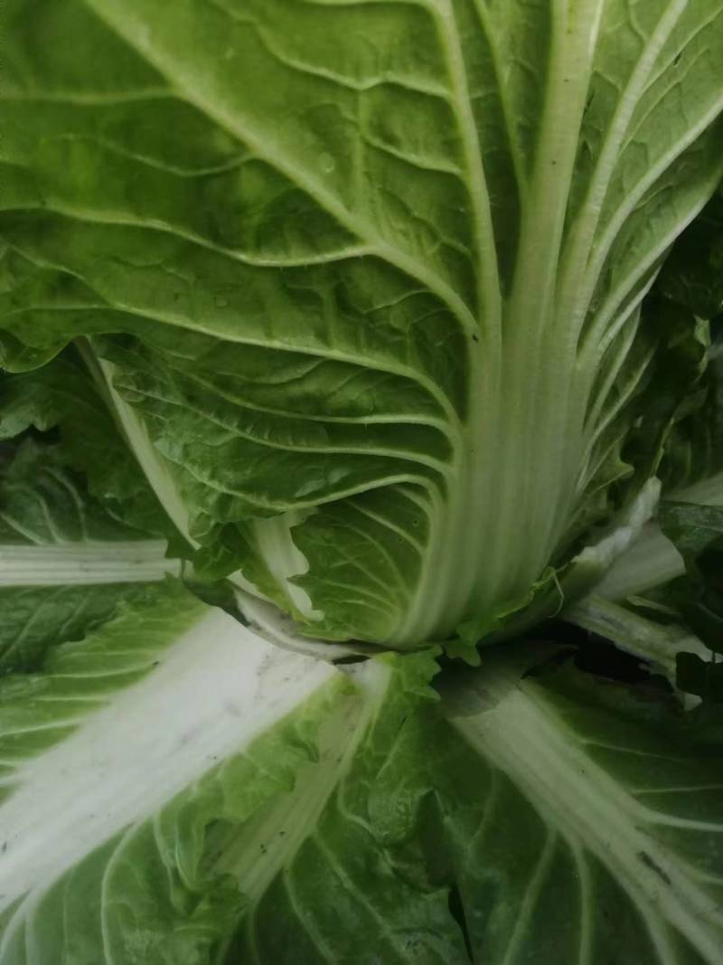 精品露地白菜大量上市