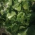 精品露地白菜大量上市