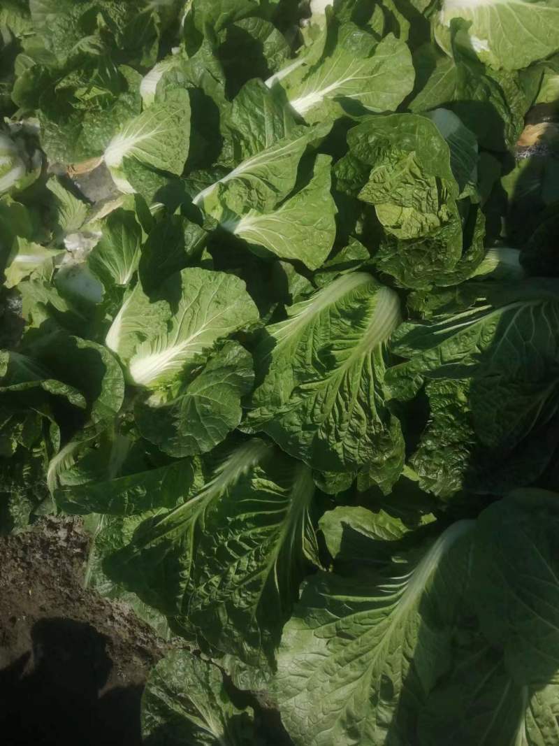 精品露地白菜大量上市