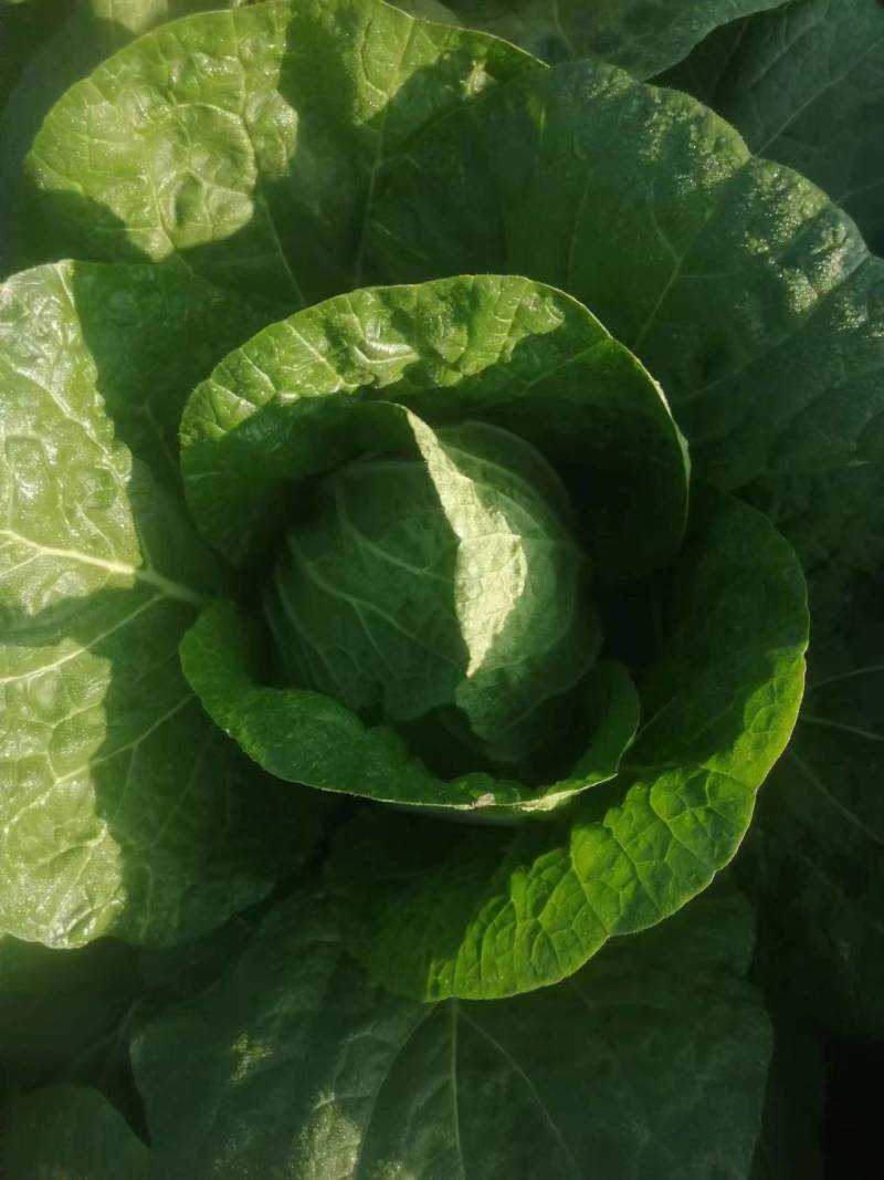精品露地白菜大量上市