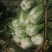 精品露地白菜大量上市
