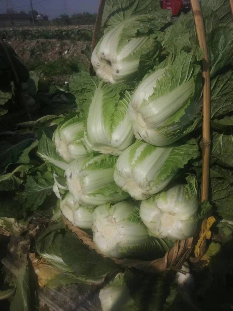 精品露地白菜大量上市