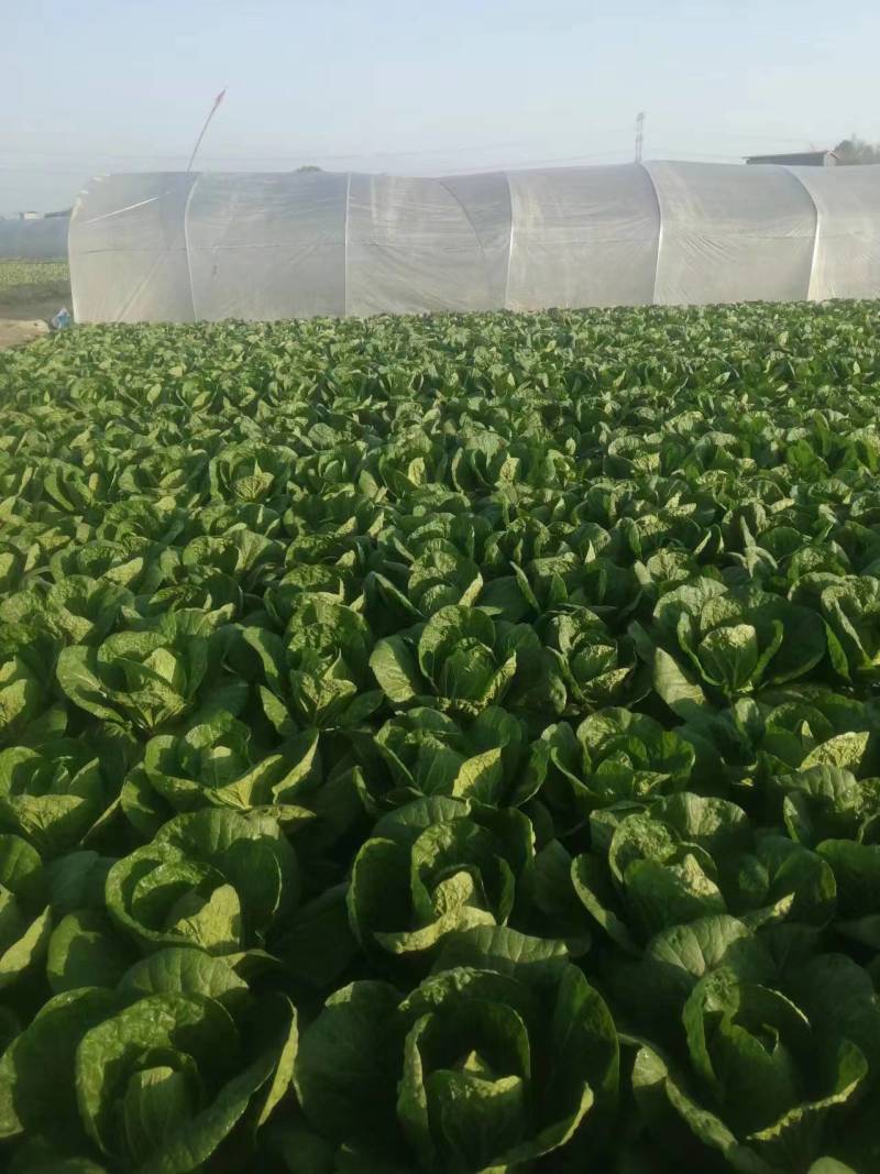 精品露地白菜大量上市