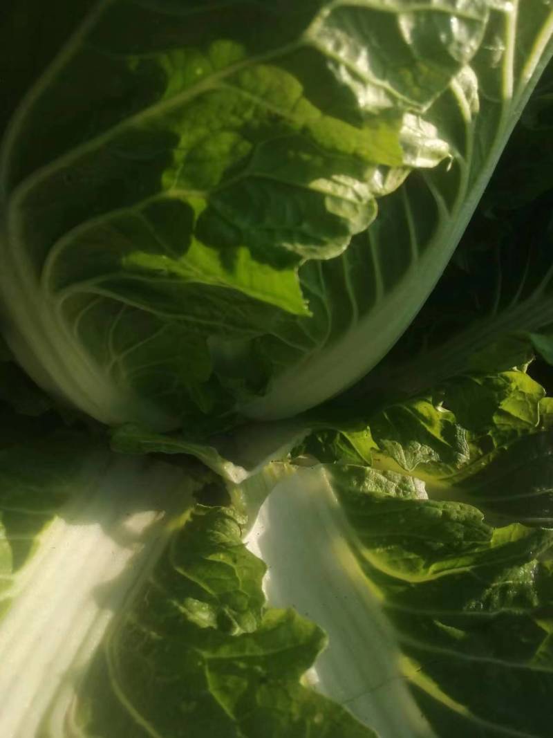 精品露地白菜大量上市
