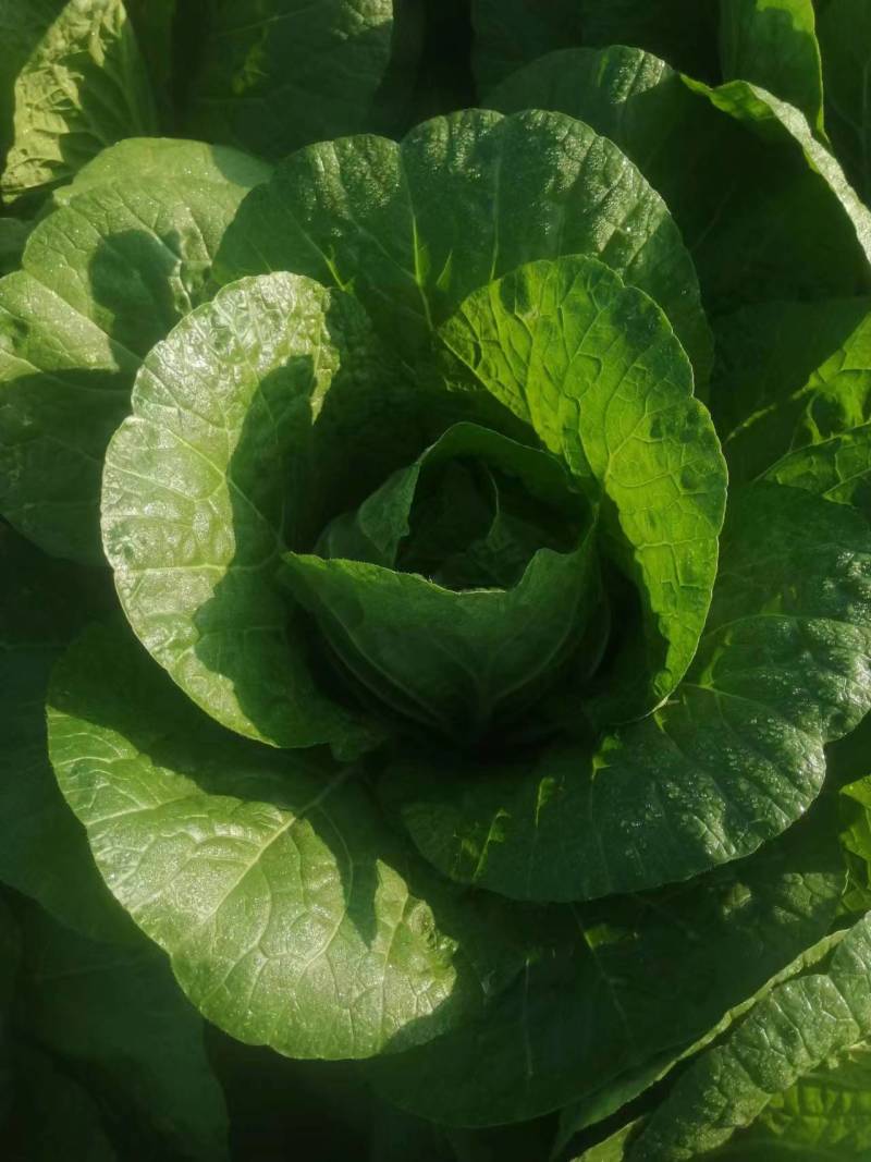精品露地白菜大量上市