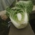 精品露地白菜大量上市