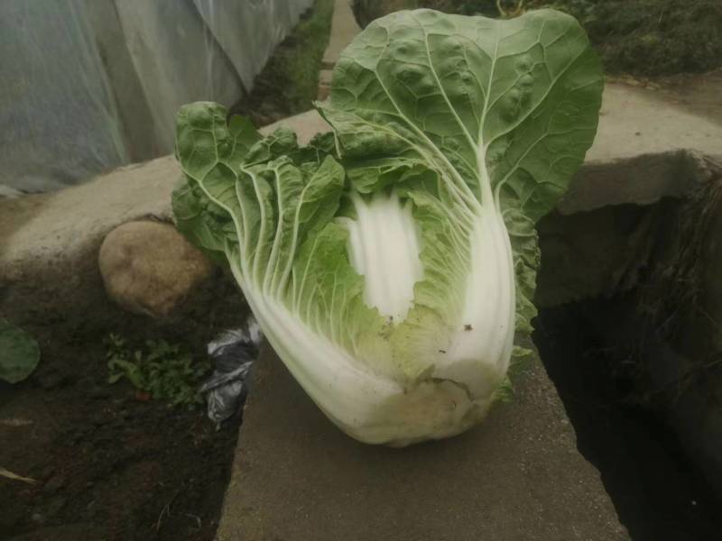 精品露地白菜大量上市