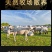 乳羔羊半羊套餐10斤/件新鲜现杀半只羊羊前腿羊后腿