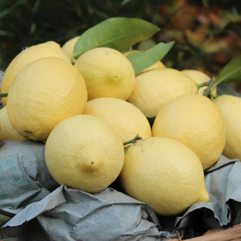 四川安岳柠檬产地直销精品花袋果一二级品质佳