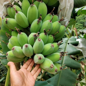 云南香蕉（巴蕉苹果粉）大量上市中，产地一手货源