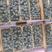 丹东优瑞卡蓝莓，绿宝石，珠宝蓝莓品种规格齐全，量质量保障