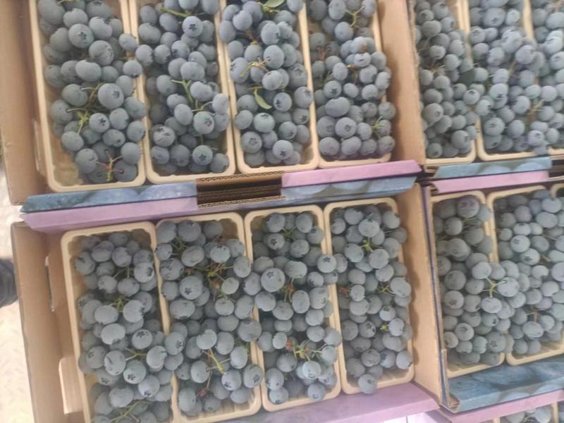 丹东优瑞卡蓝莓，绿宝石，珠宝蓝莓品种规格齐全，量质量保障