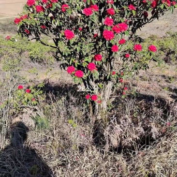 马缨花