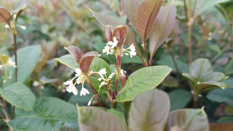 浓香型四季桂花