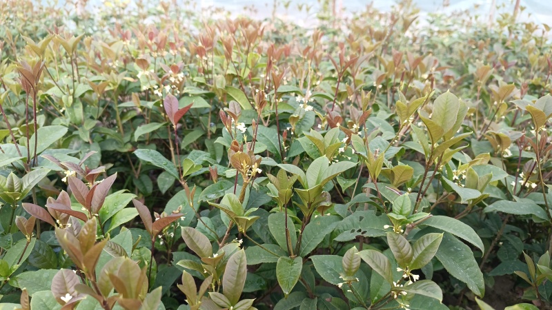 浓香型四季桂花