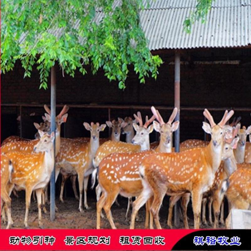 精品梅花鹿青年梅花鹿养殖梅花鹿梅花鹿基地