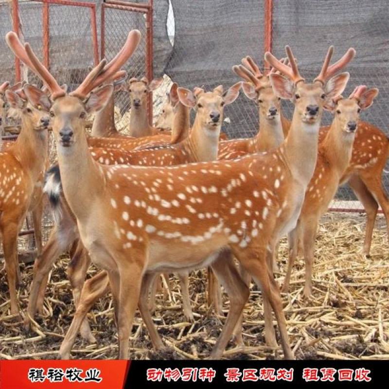 精品梅花鹿青年梅花鹿养殖梅花鹿梅花鹿基地