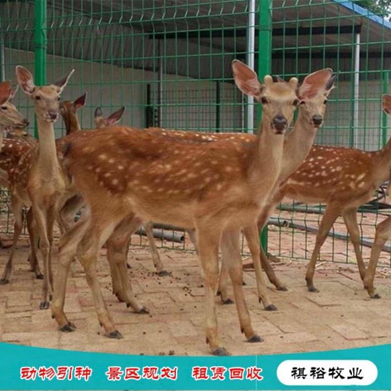 精品梅花鹿青年梅花鹿养殖梅花鹿梅花鹿基地