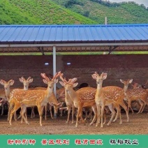 精品梅花鹿青年梅花鹿养殖梅花鹿梅花鹿基地