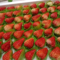 辽宁丹东红颜草莓正宗99草莓产地直发新鲜采摘可议价考察