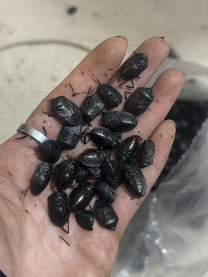 九香虫小九香虫打屁虫大九香虫无油小九香虫
