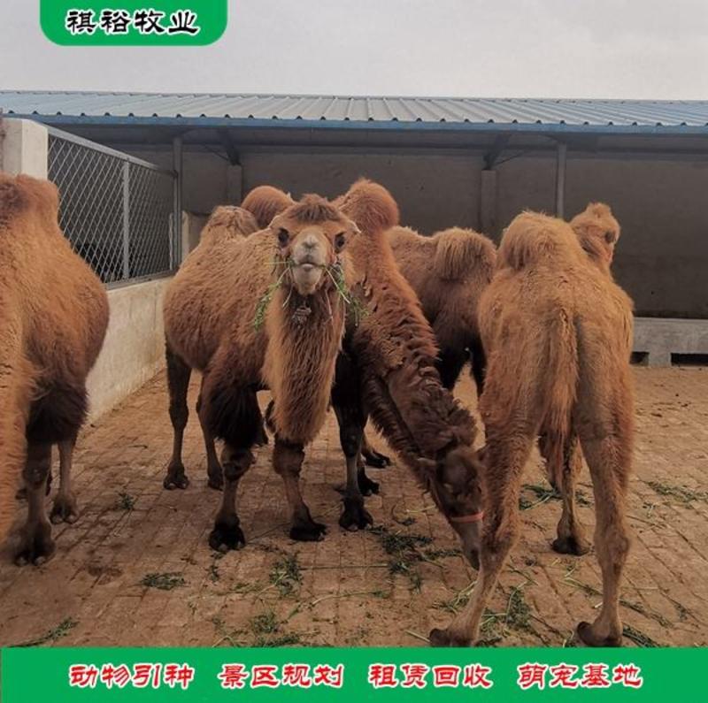 骆驼租赁骆驼价格青年骆驼养殖骆驼骆驼基地