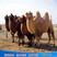 骆驼租赁骆驼价格青年骆驼养殖骆驼骆驼基地