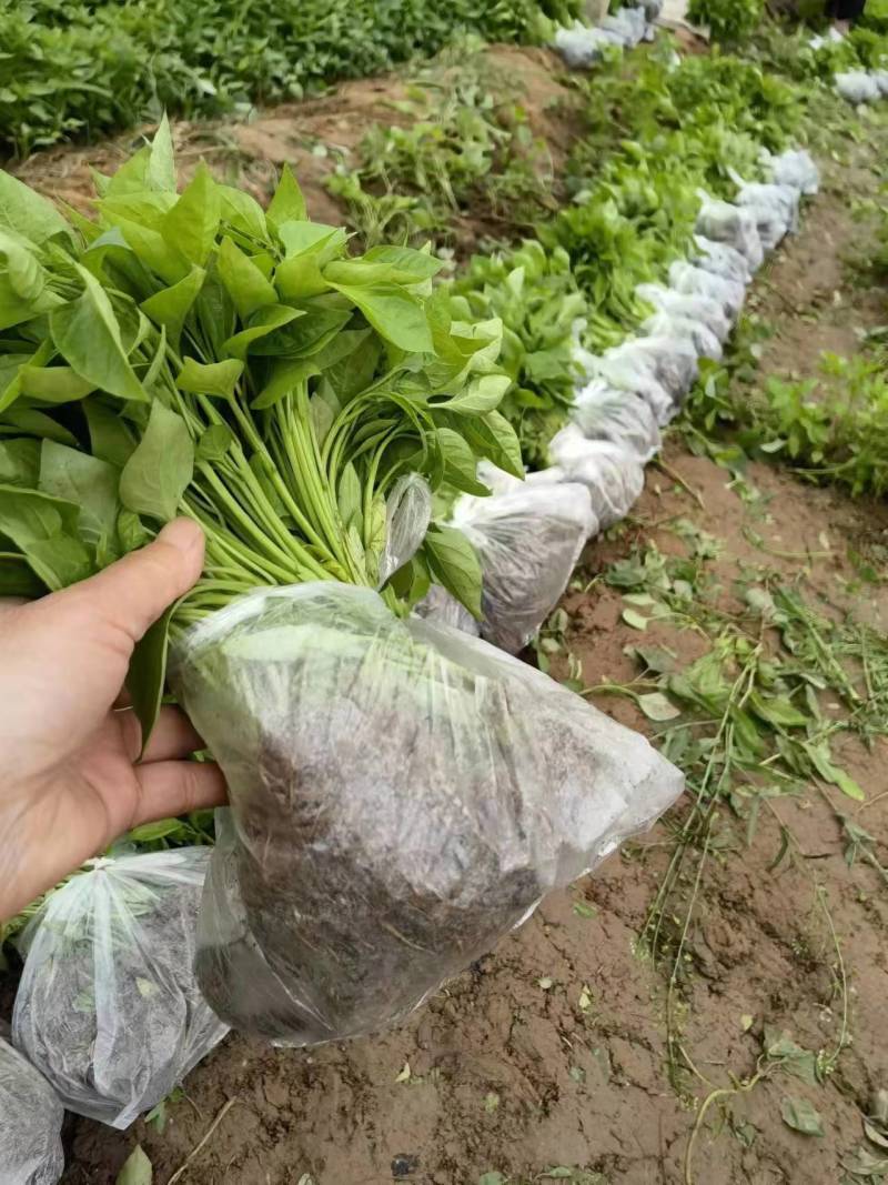 陈涛种苗！金贵宏，蒜乡红，陈涛红太阳，椒望十八，艳红，！