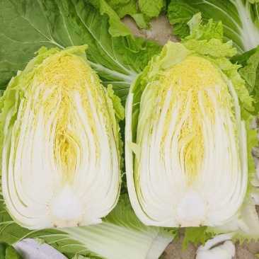 黄心菜