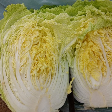 【精品】黄心大白菜，保质保量，河北邯郸产地直发，现摘现发