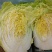 【精品】黄心大白菜，保质保量，河北邯郸产地直发，现摘现发